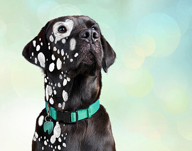 Labrador with spots